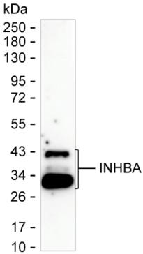 INHBA